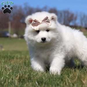 Millie, Samoyed Puppy